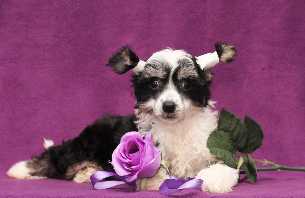 Lux Star Irji Korol' Nochy