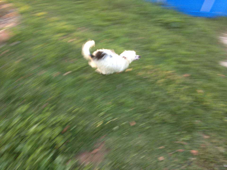 Chinois Shapeshifter