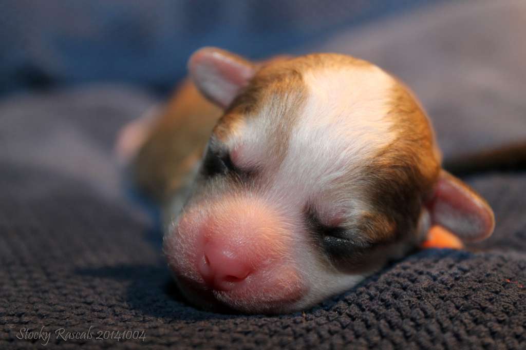 Stocky Rascals Not to Foresee