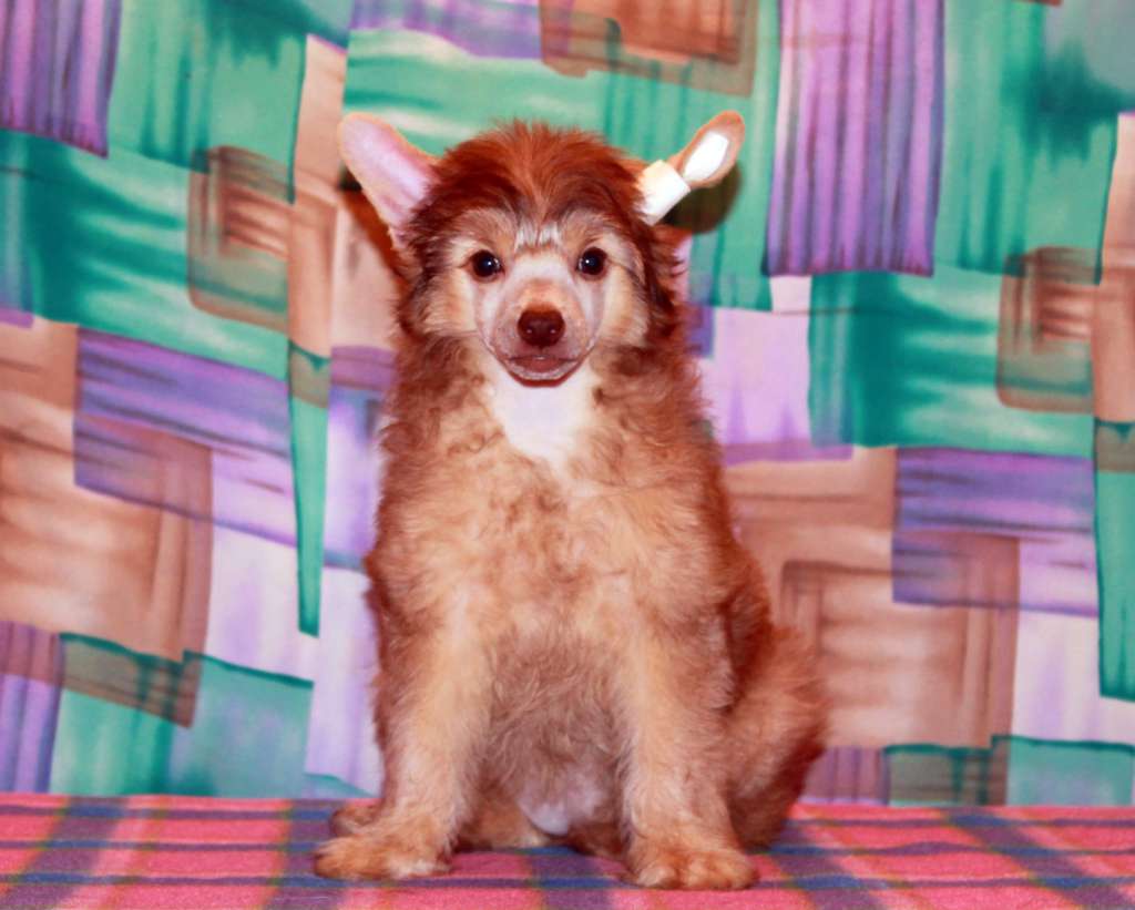 Almaz Udachi Gloria Mokko