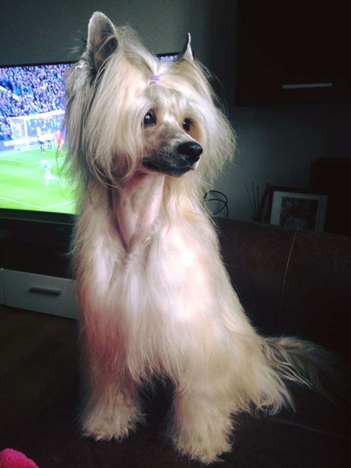 Konishiki Mr Flanders