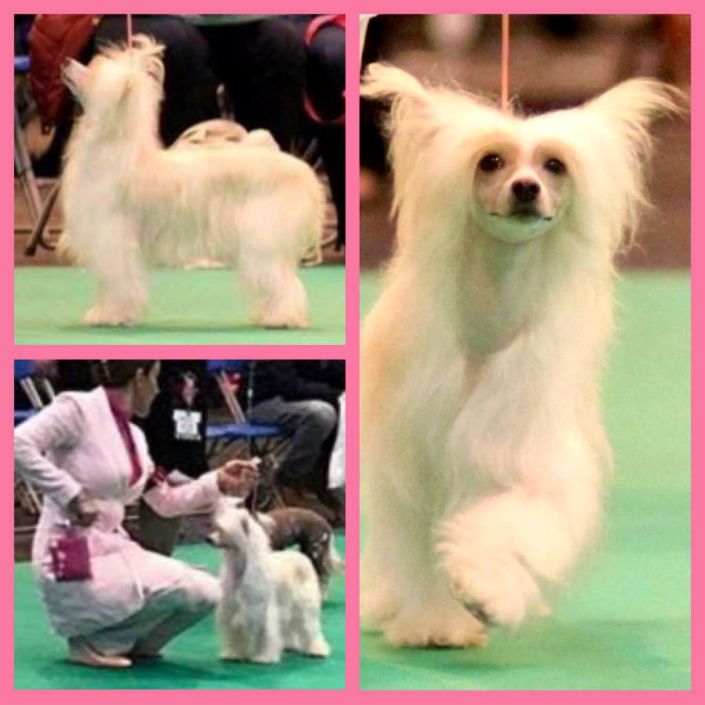 Konishiki Aleta Con UnAmor