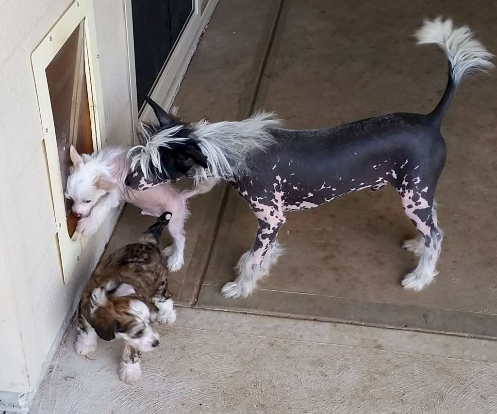 Xioma Walk Like Thunder