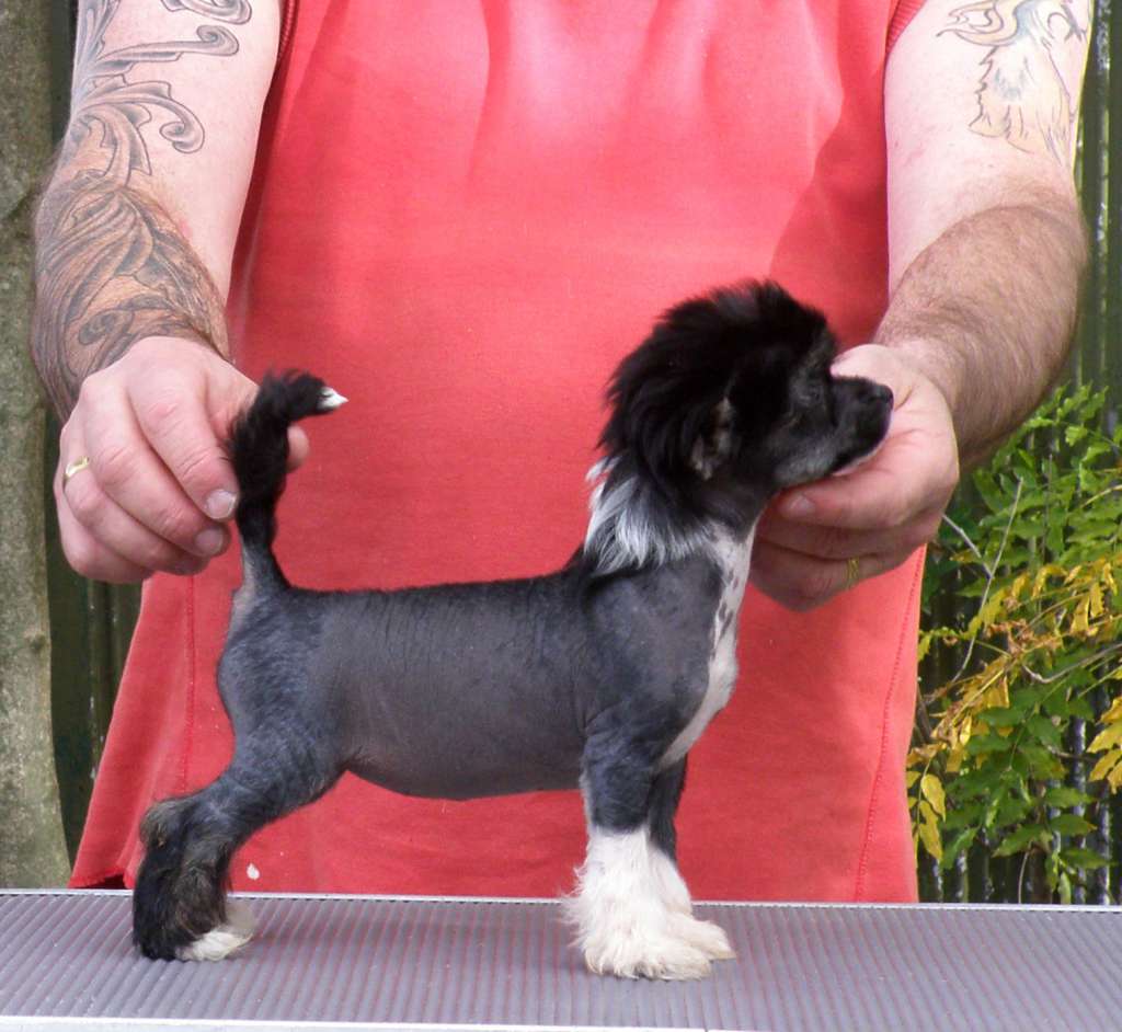 Karakush Shake Wot Ya Muma Gavu