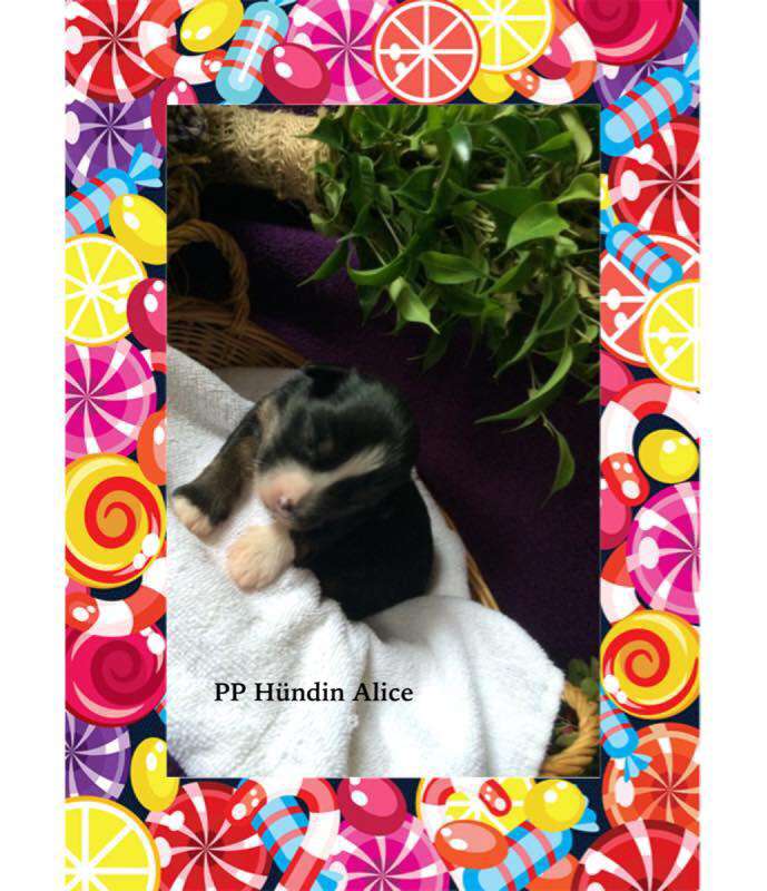 Alice von der Bergstadt