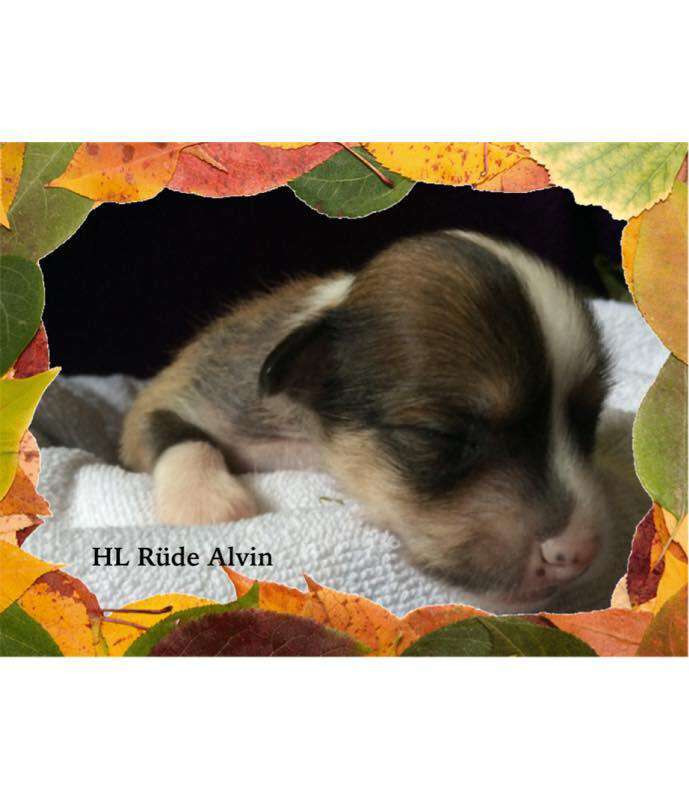 Alvin von der Bergstadt