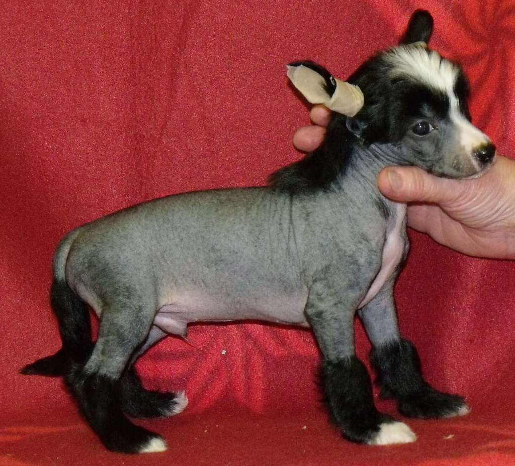 Qigous Fighter of Burning Fire