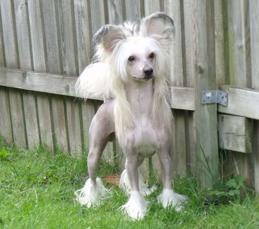 Qigous Seeker of Whispering Winds