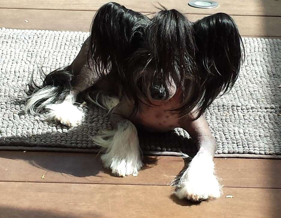 Funny Girl Caramella's Family