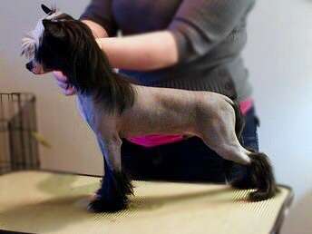 FaeryDreamer N' Sonnenberg's For your Entertainmen