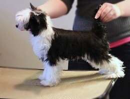 FaeryDreamer N' Sonnenberg's Walking on Air