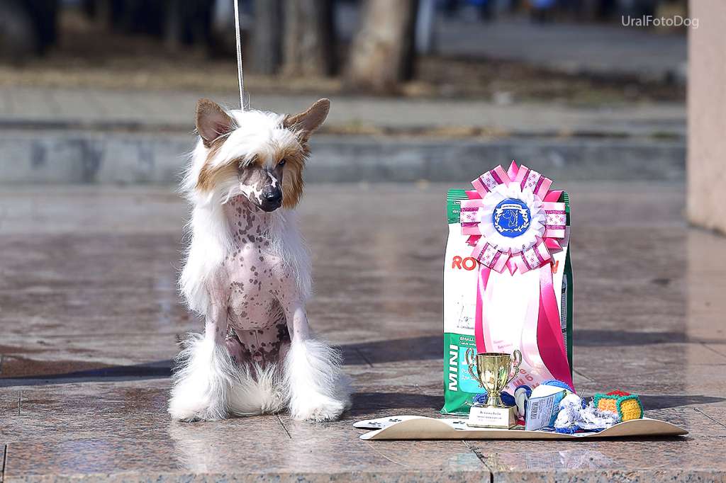 Baxter Flying Wind for Nyu Art