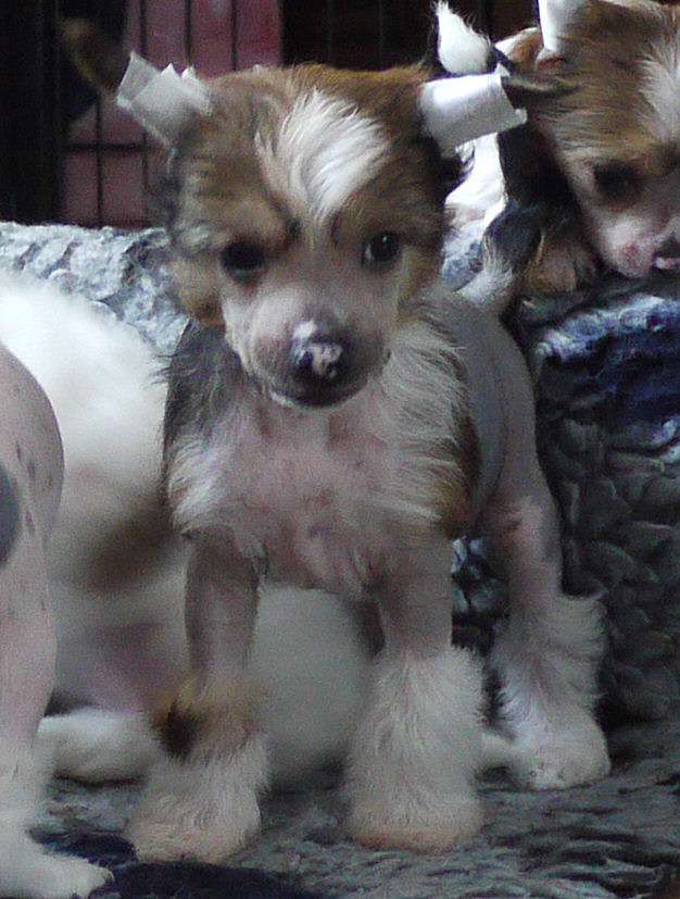 Messerschmitt Little Charmings