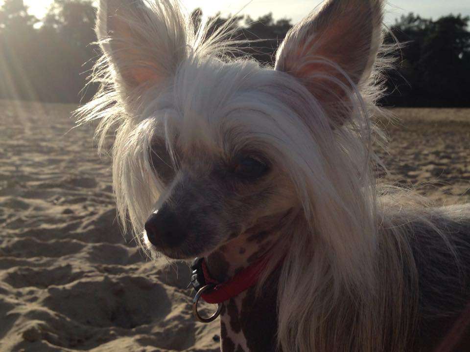 Jolly Jade Of Gizzy's Home