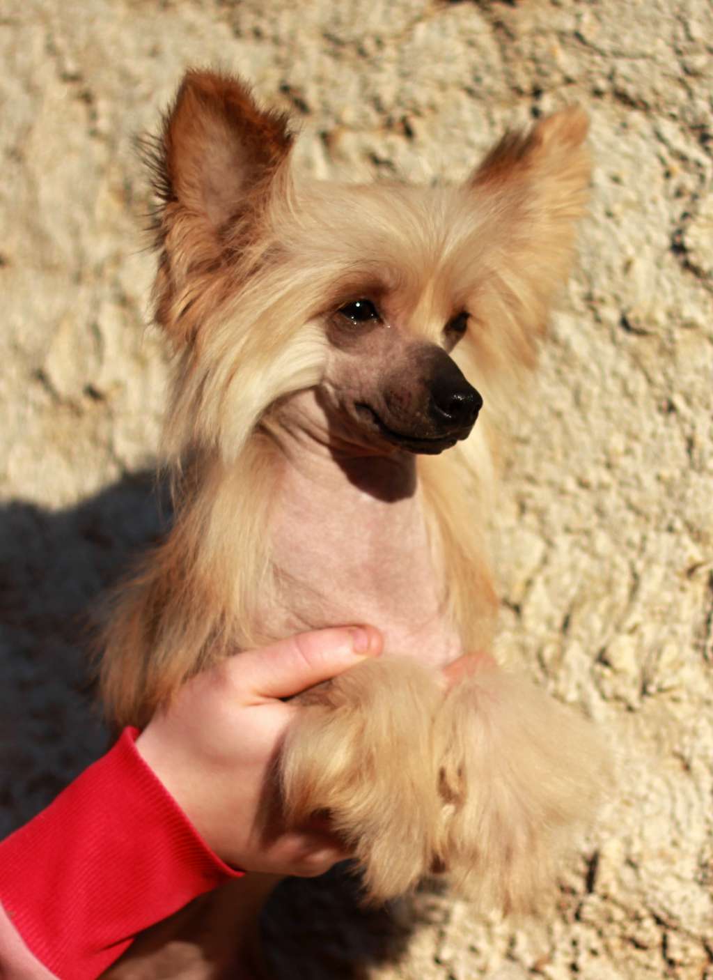 Birchvolgyi - Evanescence The Reckless