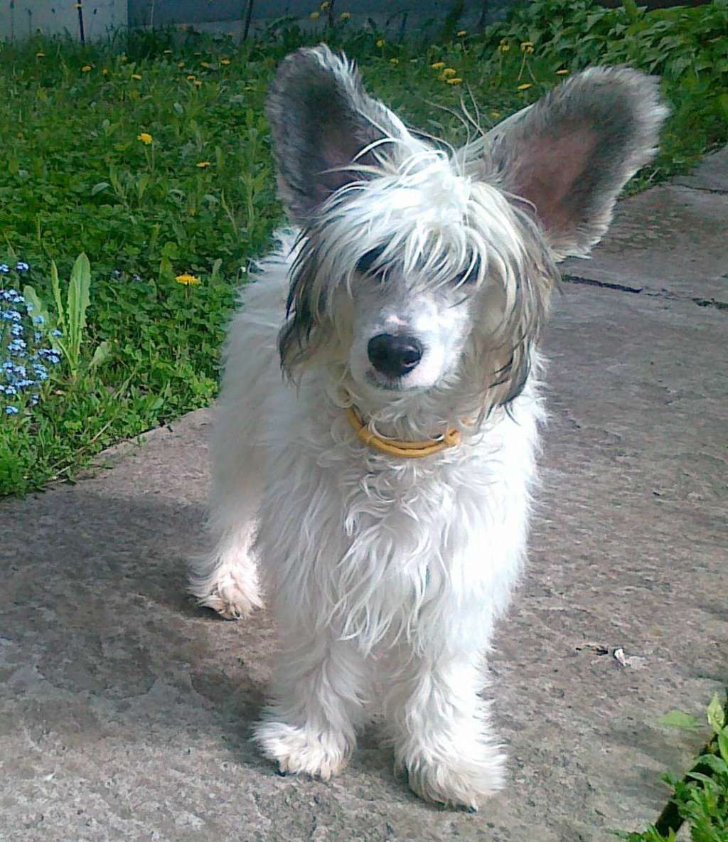 Natan El Oriental Dolce Dea Apriori