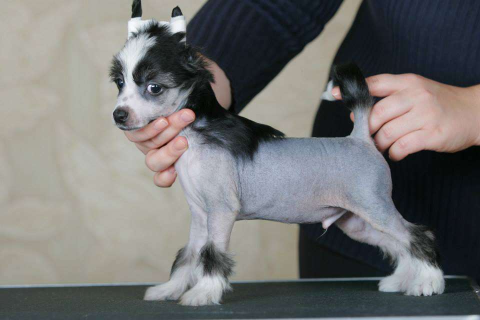 Famrus Solid Base to Win