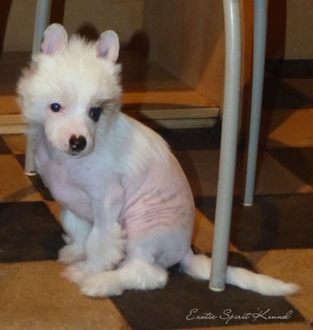 Exotic Spirit Jadelia Azura