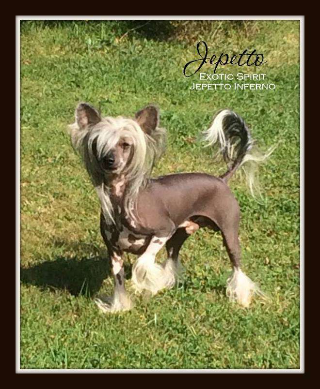 Exotic Spirit Jepetto Inferno