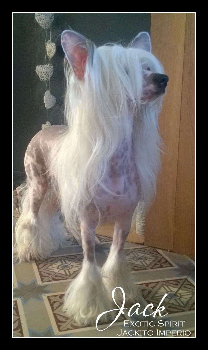 Exotic Spirit Jackito Imperio