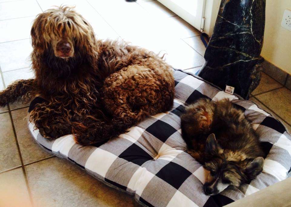 Picture Perfect  Princes de la Roses