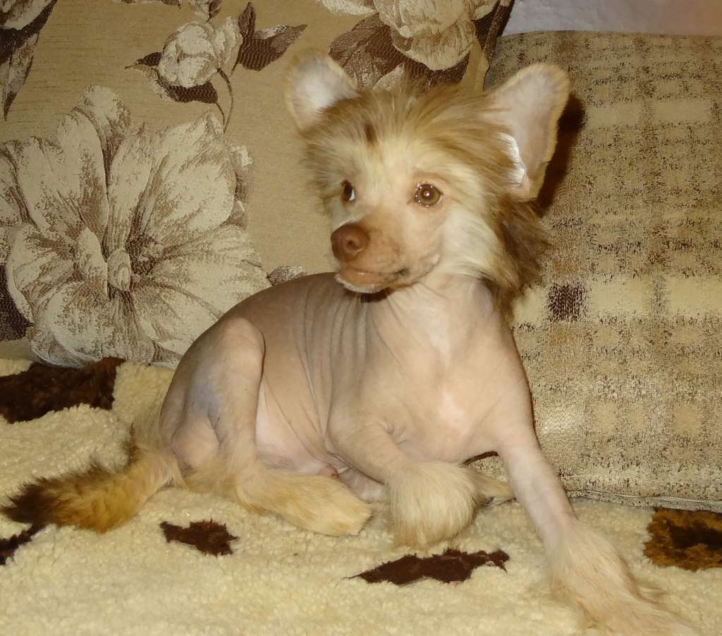 Millenium Pride Bastian