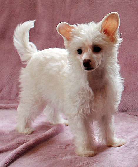 Silkencrest Duchess of Cambridge