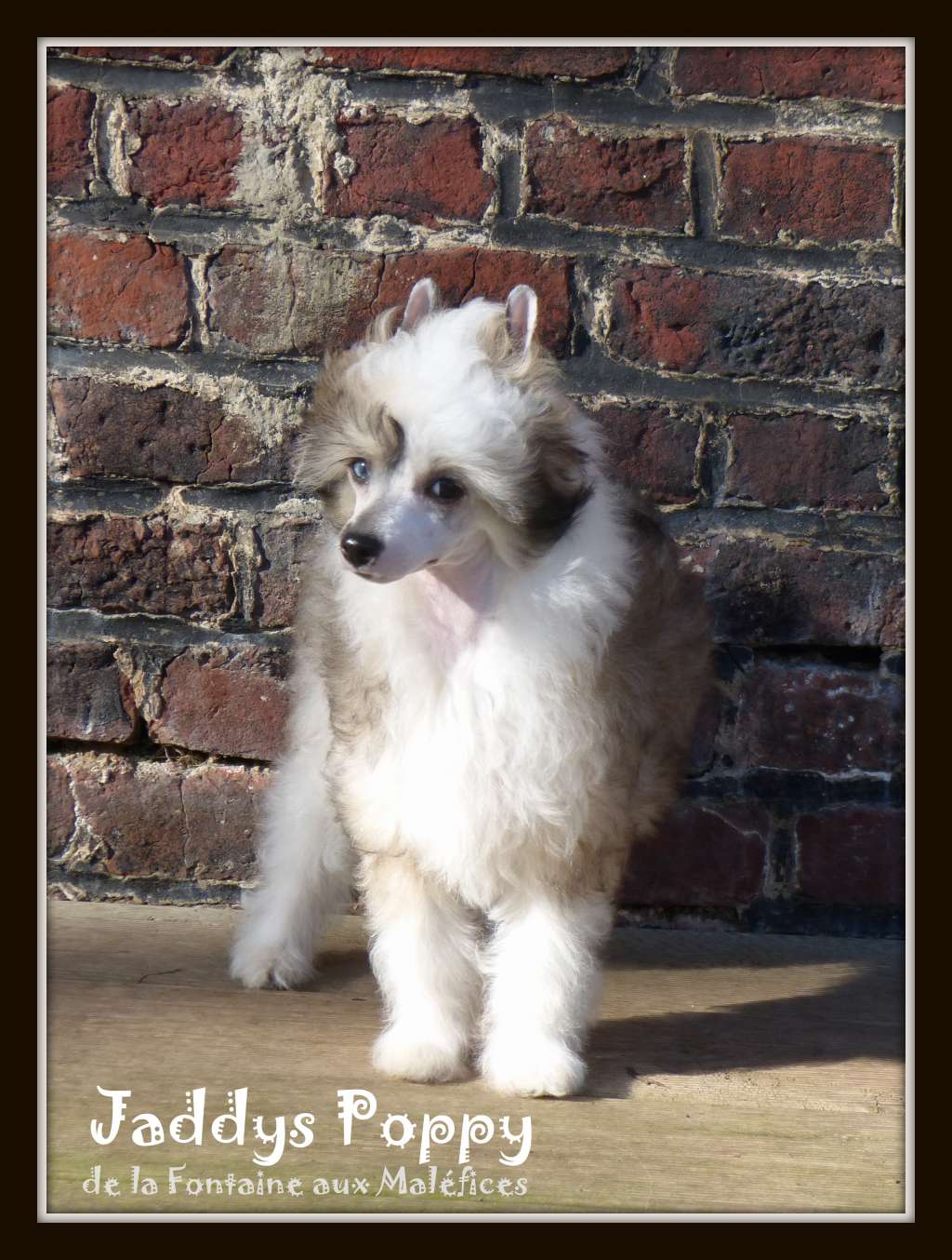 Jaddys Poppy de la Fontaine aux Maléfices