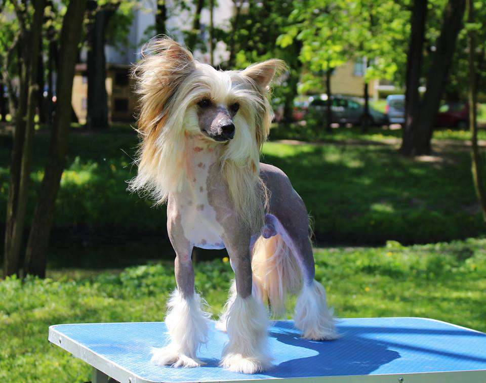 Siberian Love Zillion Hearts