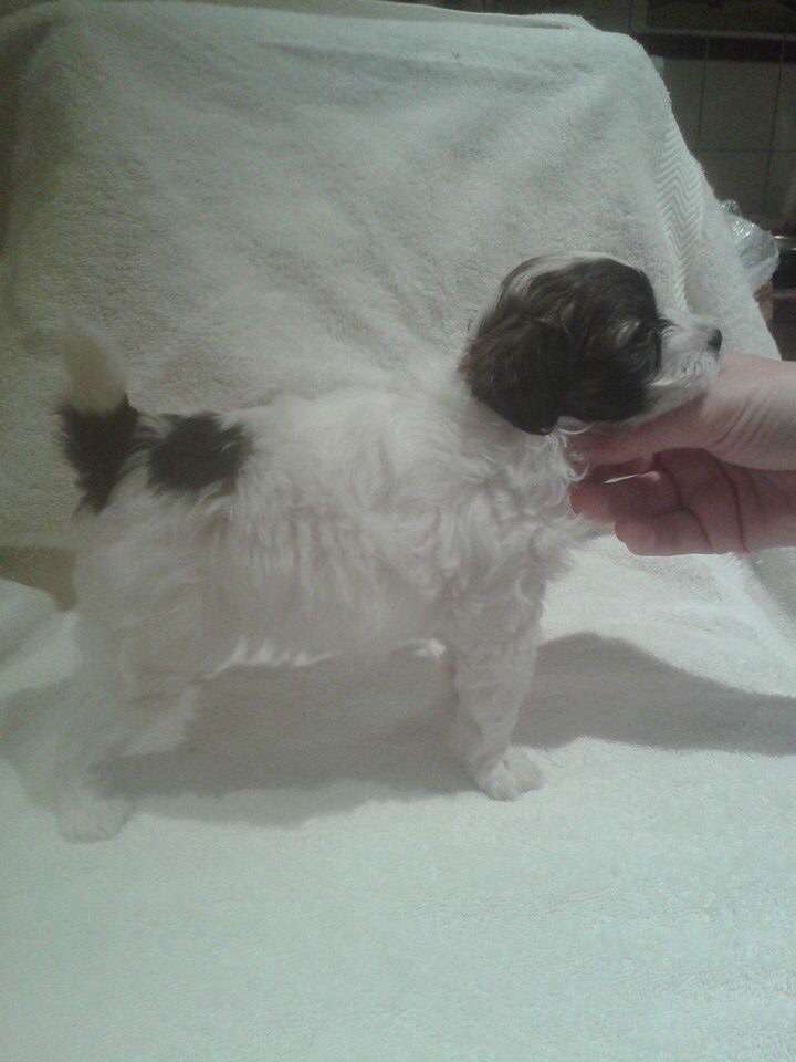 Tramarllan Snow Blizzard