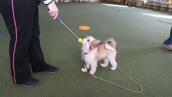 Tramarllan Duke's Special