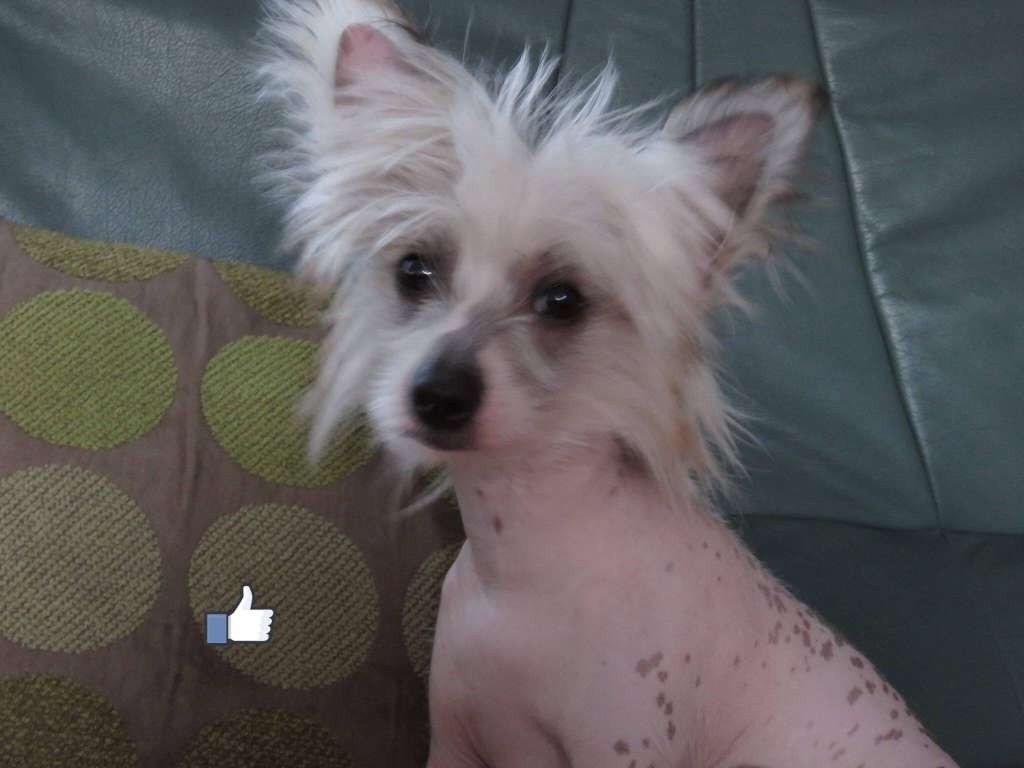 Tramarllan Celtic Duke