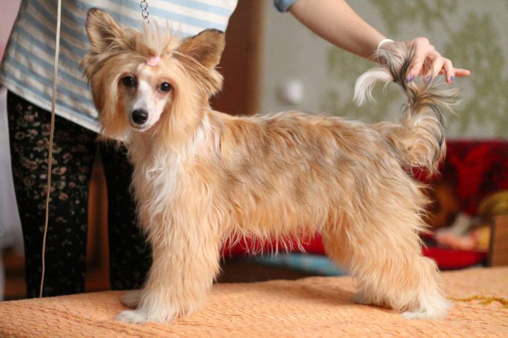 Hohlatiy glamour Zemfira Krasotka