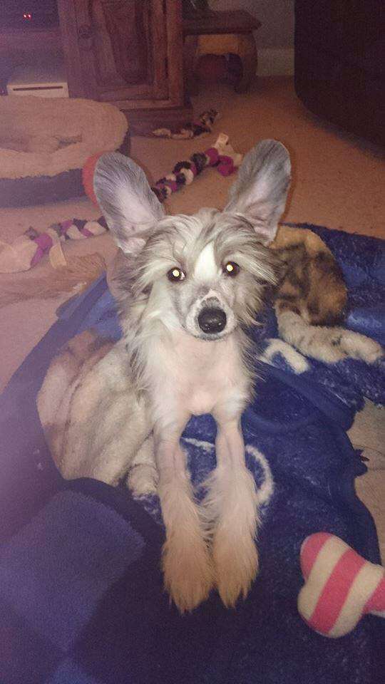 Tramarllan Handsome Duke