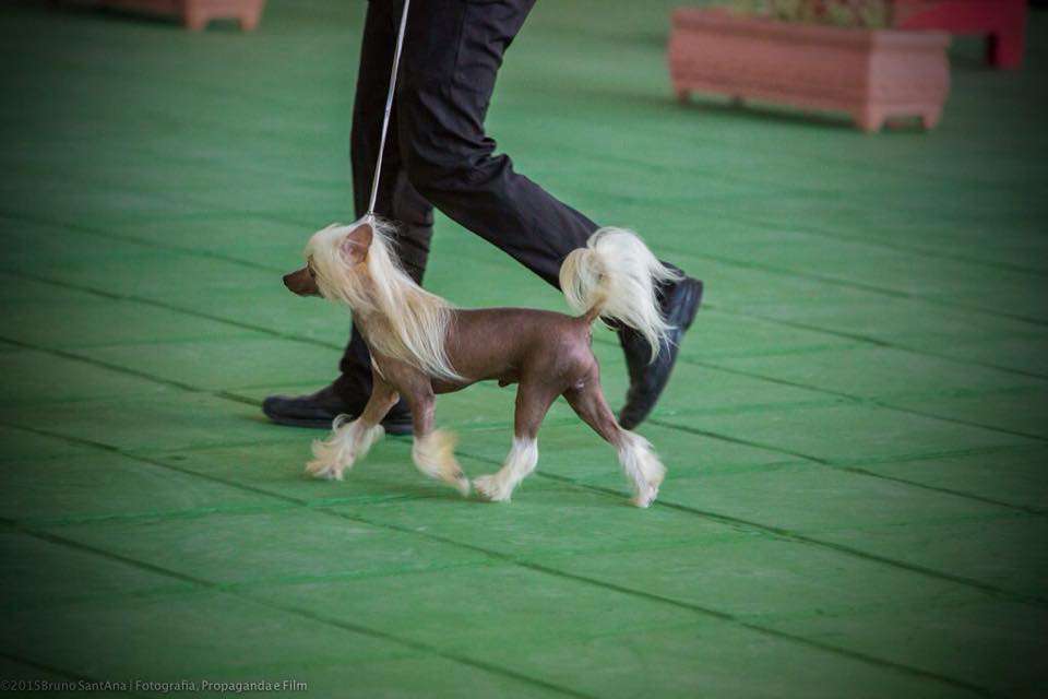 Oriental Champs Leroy Thierry