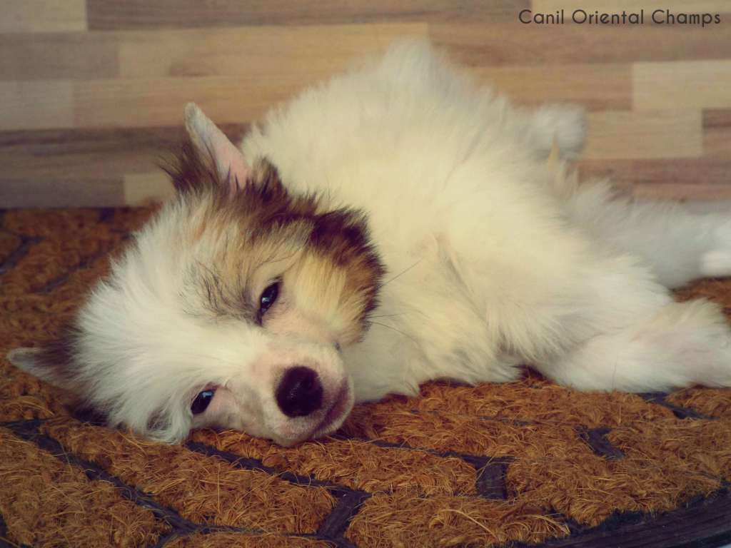 Oriental Champs Haute Couture