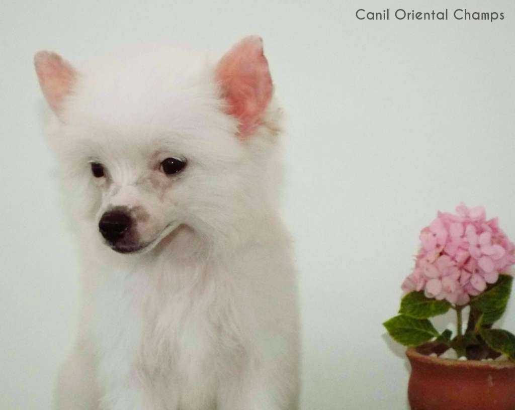 Oriental Champs Chilly Ocean Breeze