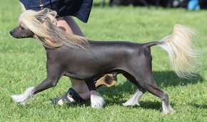 Beachcrest Steve McQueen