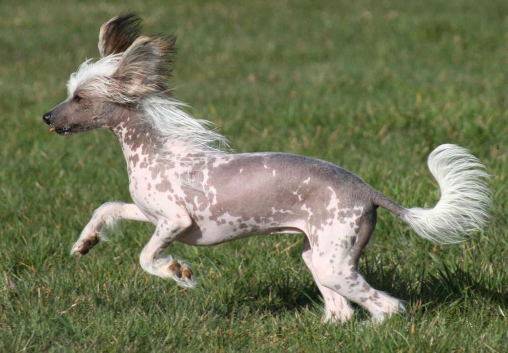 Shi Huangdis Elizabeth Swann