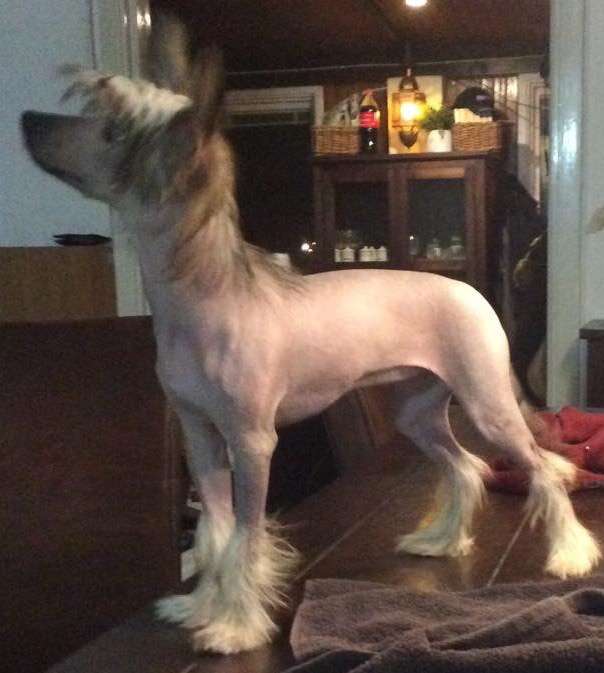 Shi Huangdis Calypso