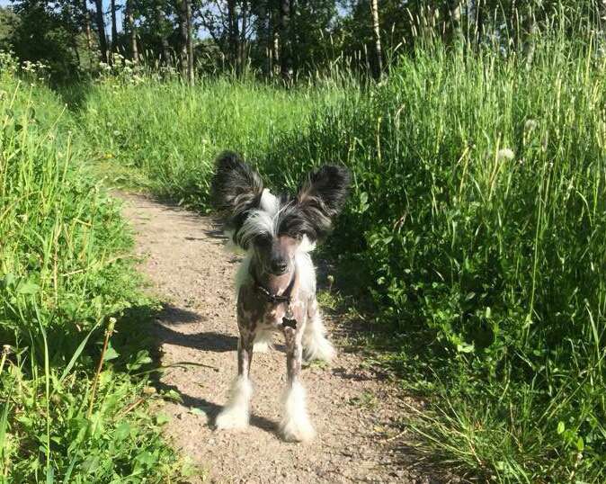 Selfcresteem's WYSIWYG