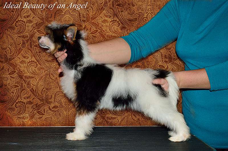 Ideal Beauty of an Angel