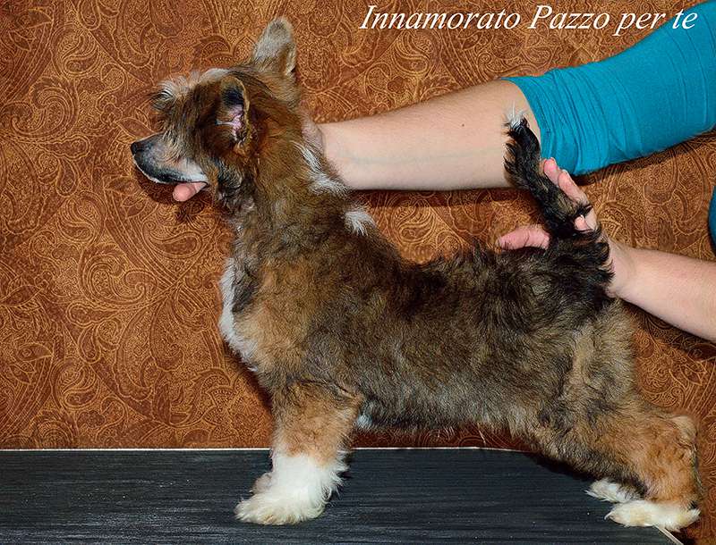 Innamorato Pazzo per te