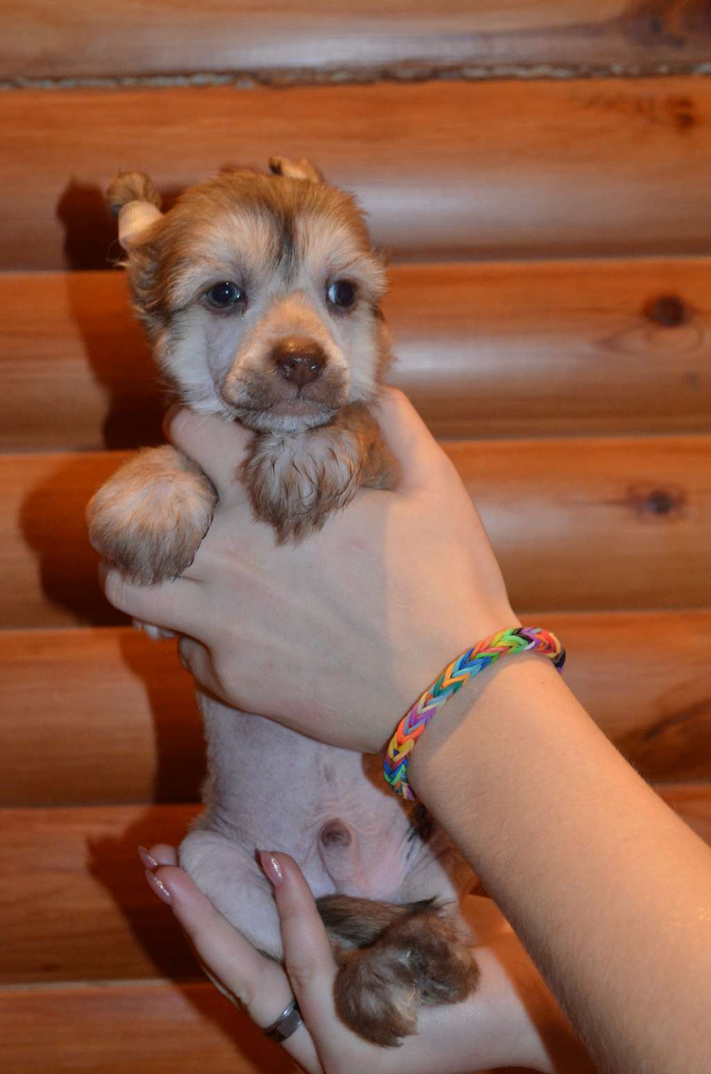 Ognenny Lotos Eliot Bysh