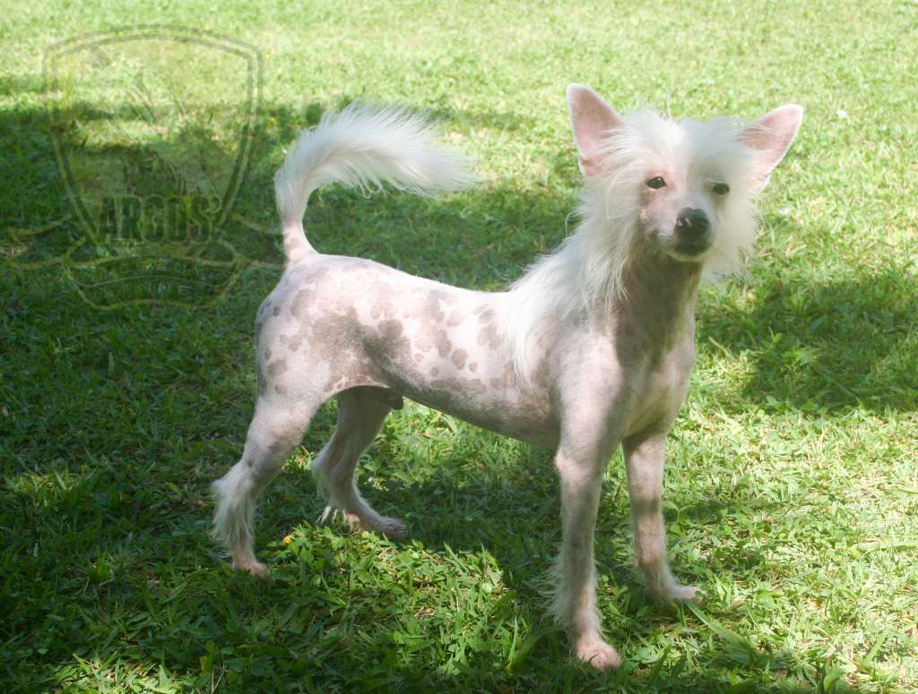 Estancia Kirst Texas Boy Pl do Lagloria