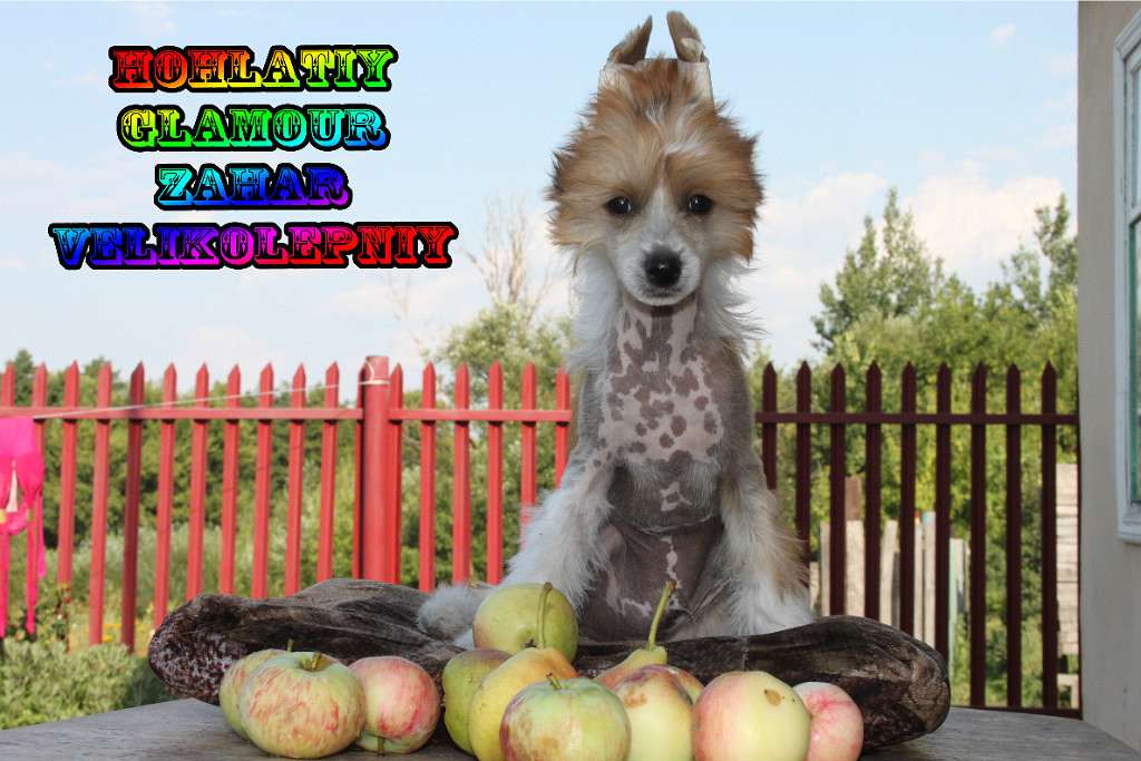 Hohlatiy glamour Zahar Velikolepniy