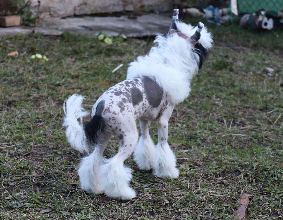 Garfield Novozamocka Hviezda