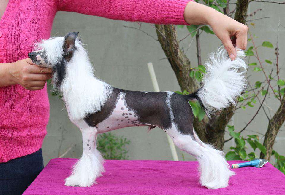 Gerry Novozamocka Hviezda