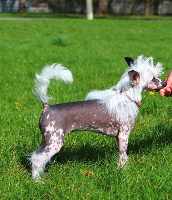 Genesis Novozamocka Hviezda