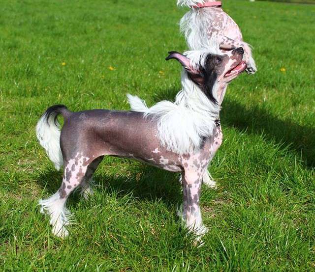 Genny Novozamocka Hviezda